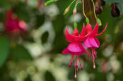 fuschia