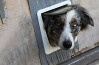 Dog looking through a doggie door