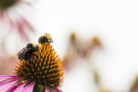 A bee with an attached chip on a flower