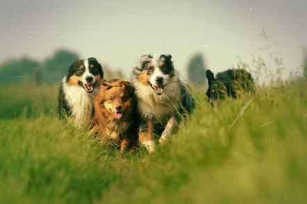 Shepherd dogs running in a field