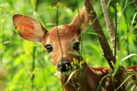 Shutterstock image of a deer