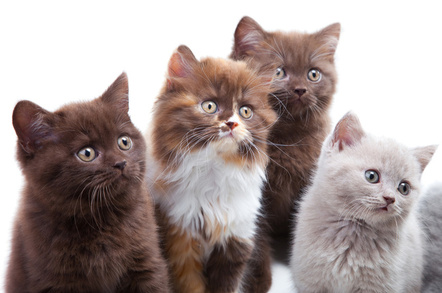Four wide-eyed kittens