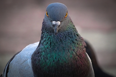 Pigeon looking menacing