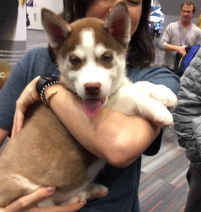 Bruce the puppy at RSA