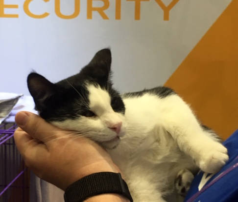 Hopper the cat at RSA