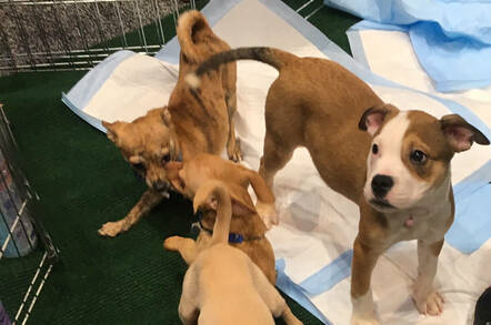 Puppies at RSA