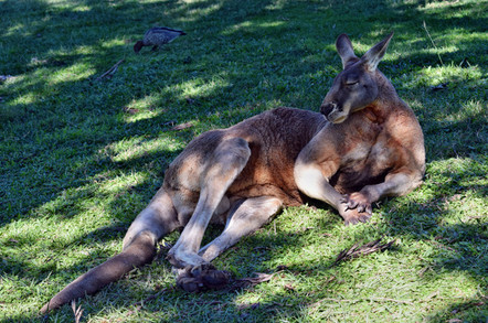 muscular kangaroo lounges in the grass, looks annoyed