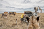 lion