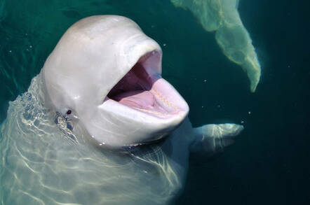 beluga whale white