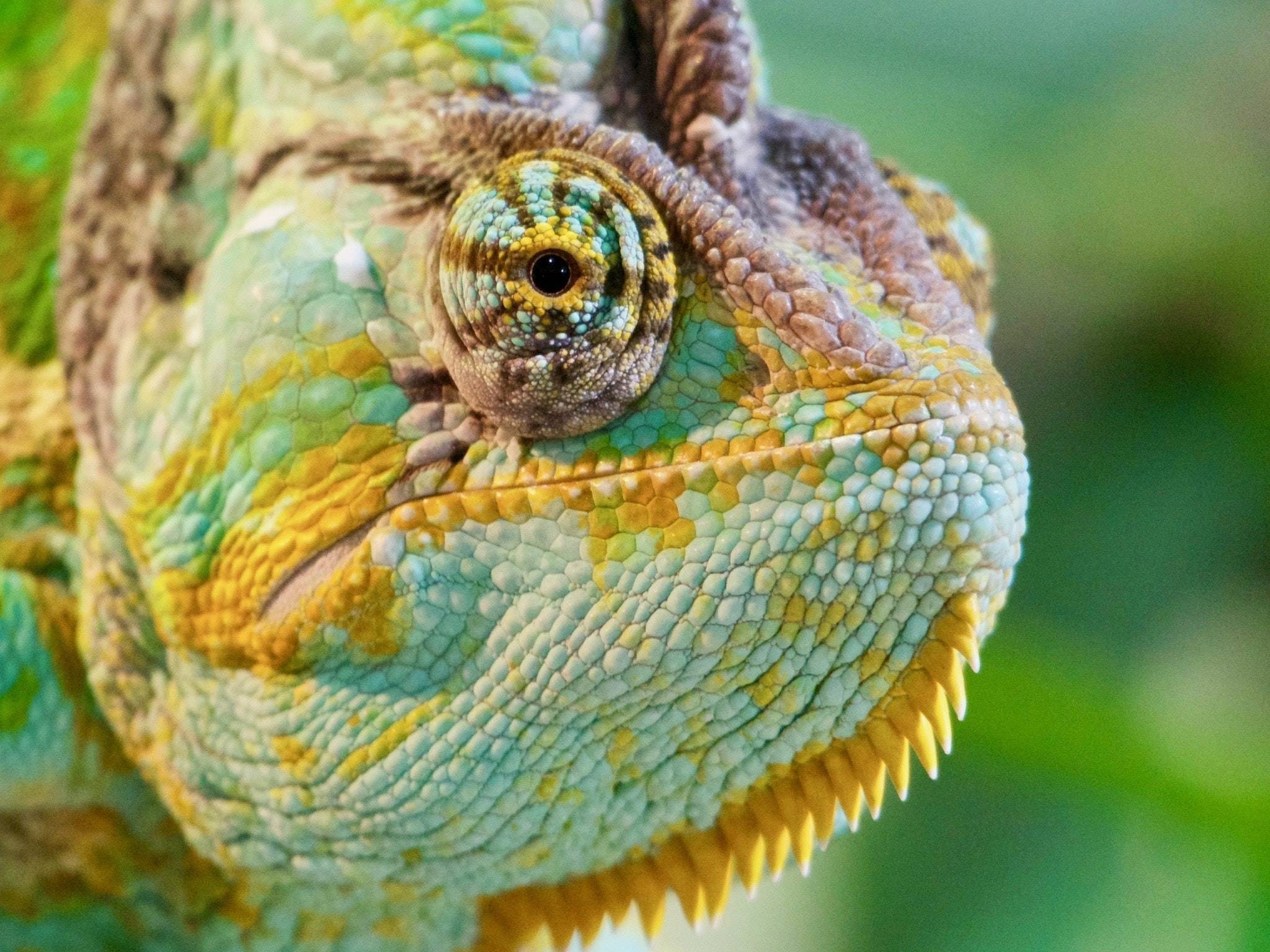 Chameleon personality what is a The Social