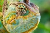 Chameleon