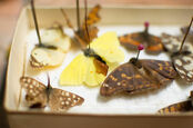 Butterfly collection