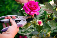Woman with gardening shears cutting pink rose