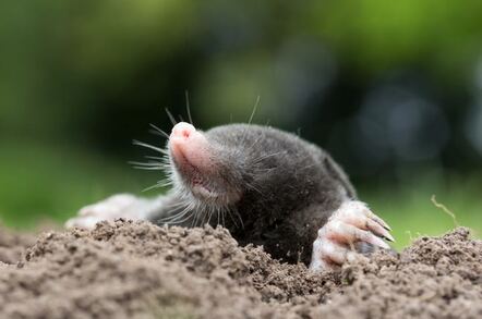 A mole