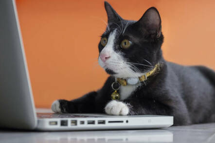 Cat looking at a laptop