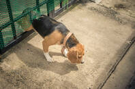 A dog escaping from a yard