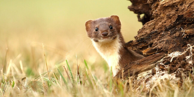 Adorable stoat