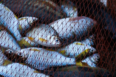 Fishing net