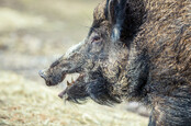 Wild boar