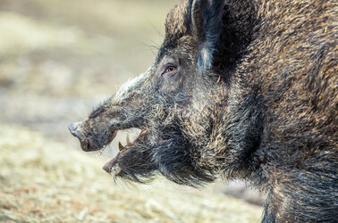 Wild boar