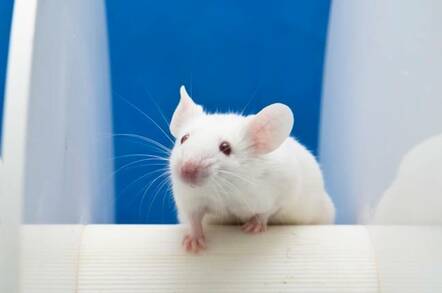 mouse