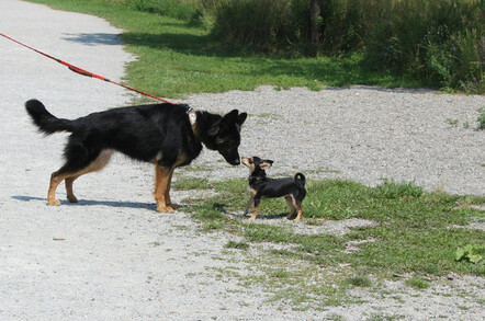 Small dog versus bigger dog