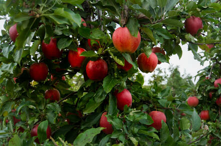 A tree with ripe apples