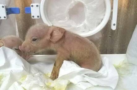 pigmonkey