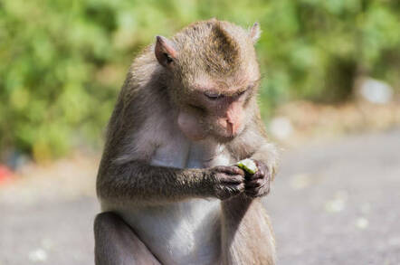 A macaque monkey. Pic: Shutterstock