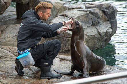 zookeeper and seals