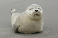 The seal of approval