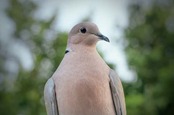 Turtledove