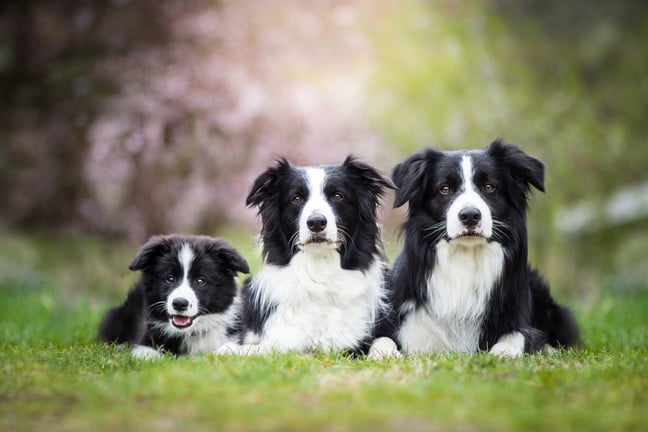 Border collies