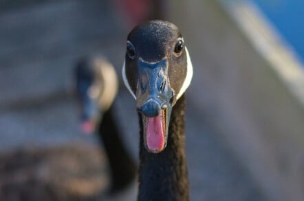 Canada geese