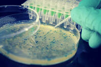 bacteria_petri_dish