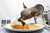 Chihuahua eating food from plate on dinner table