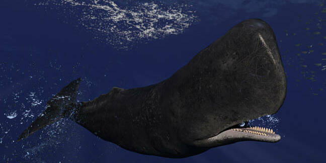 whale nibbled by school of little fish
