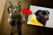 Example of a cat scaled down and turning into a dog