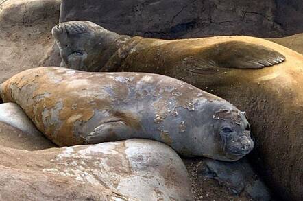A pair of elephant seals moulting near Davis Station, Antarctica