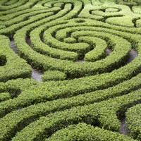 A hedge maze
