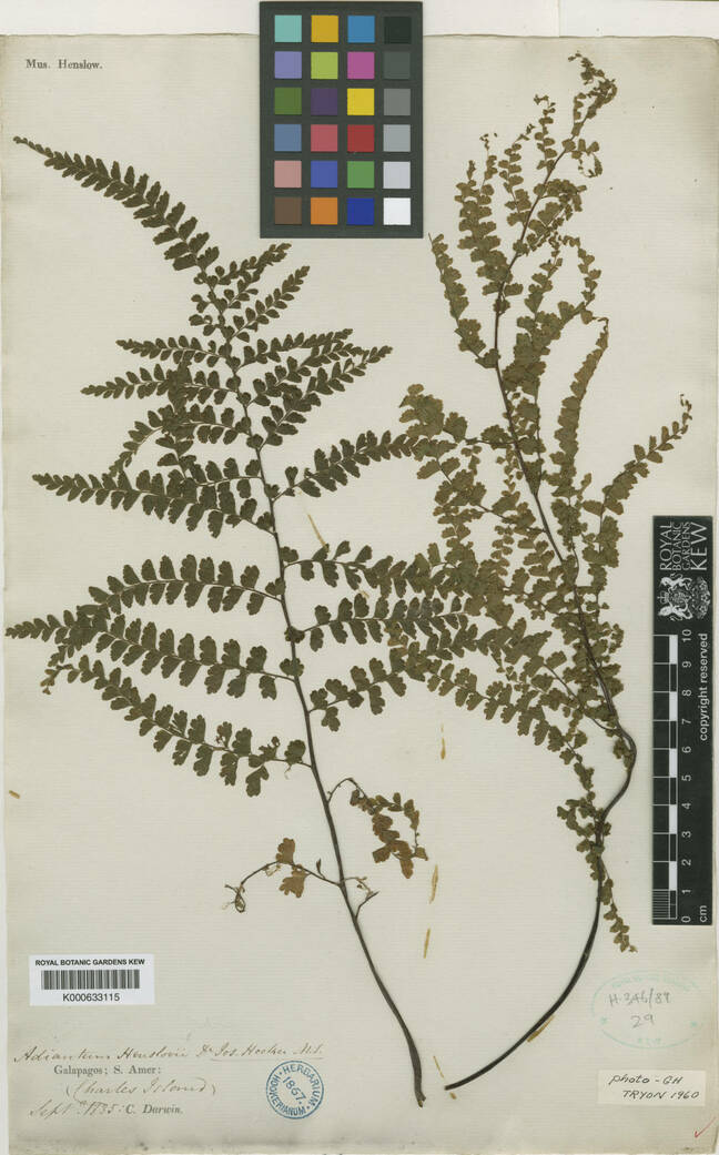 A specimen on Adiantum henslovianum collected from the Galapagos) is one of 191 samples collected by Darwin that are currently digitized: © copyright of the Board of Trustees of the Royal Botanic Gardens, Kew.
