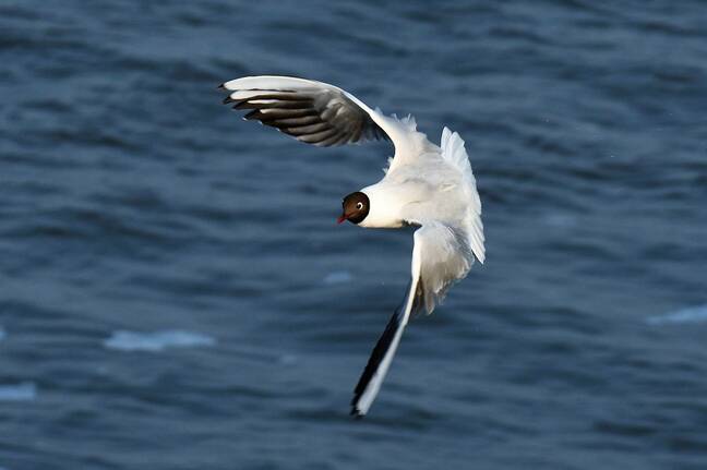 Black Headed Gull Chroicocephalus Ridibundus Larus