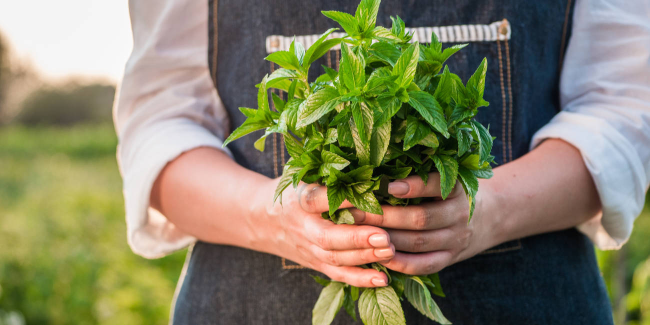 Two new Linux Mint versions appear • The Register