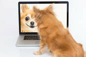 dog looks at "reflection" via laptop camera