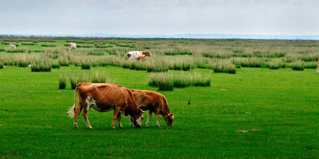 Cattle graze in the vast grasslands of Inner Mongolia