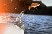 fish jumps from bowl to ocean