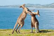 Fighting kangaroos