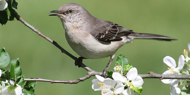 Northern mockingbird