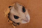 uninvited guest: rodent chews through cardboard box