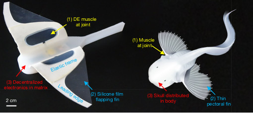 The soft robot next to the snailfish that inspired its construction. Pic: Nature